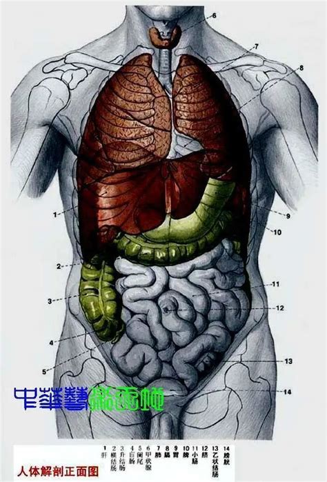 身體右邊